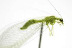 GREEN ANTLION